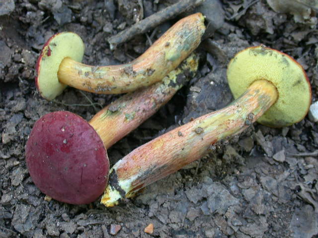 Boletus da determinare >>> n� 7